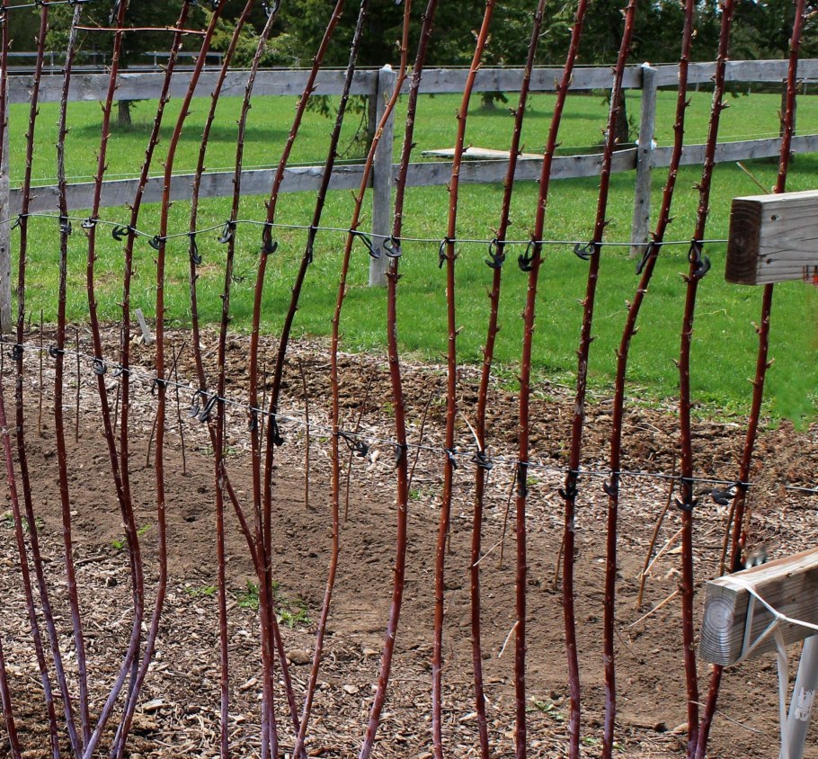 Шпалера для ремонтантной малины