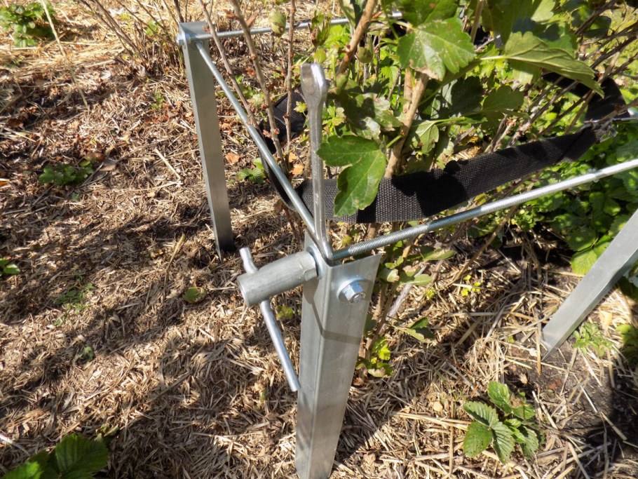 Малина Ежевичная куст