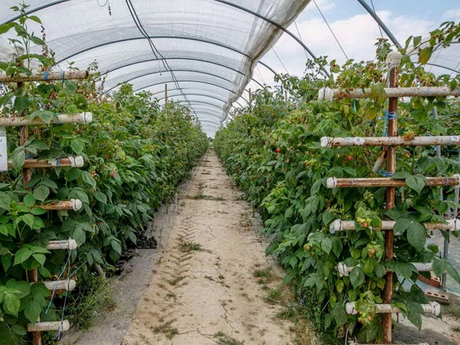 Ежемалина Кимберли шпалера