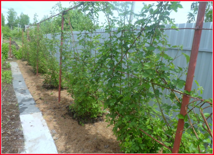 Сухие ветки малины