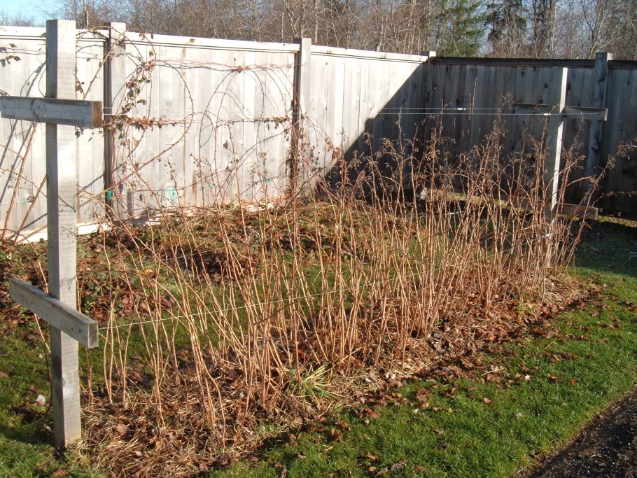 Шпалерная сетка для малины