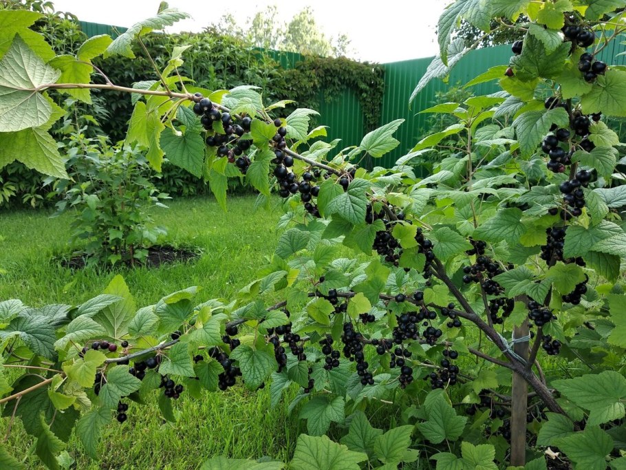 Шпалерная подвязка крыжовника