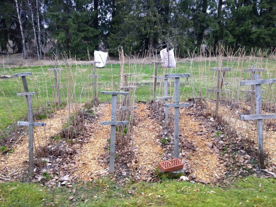 Подвязка ежевики бесшипной