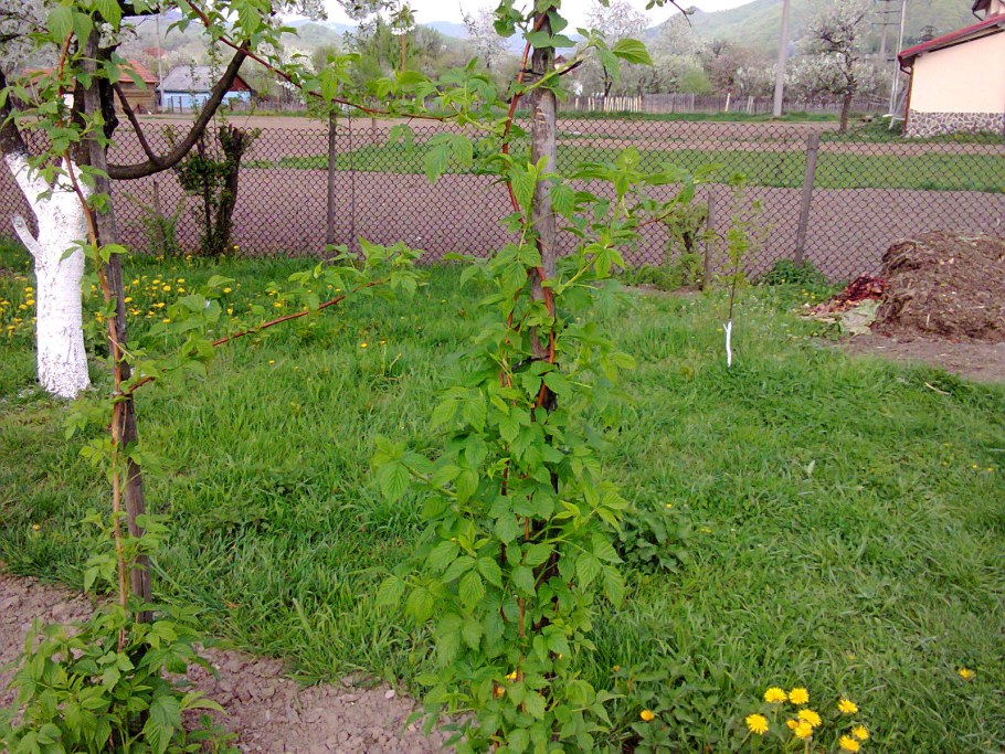 Ежевика Натчез на шпалере