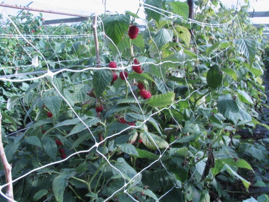 Шпалера для ежевики Торнфри
