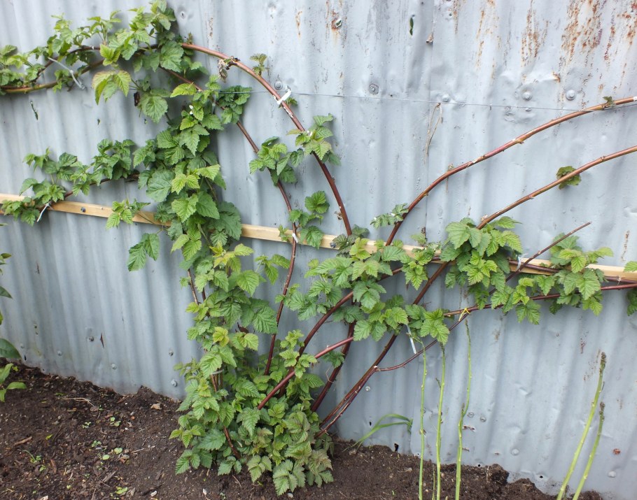 Двухплоскостная шпалера для винограда