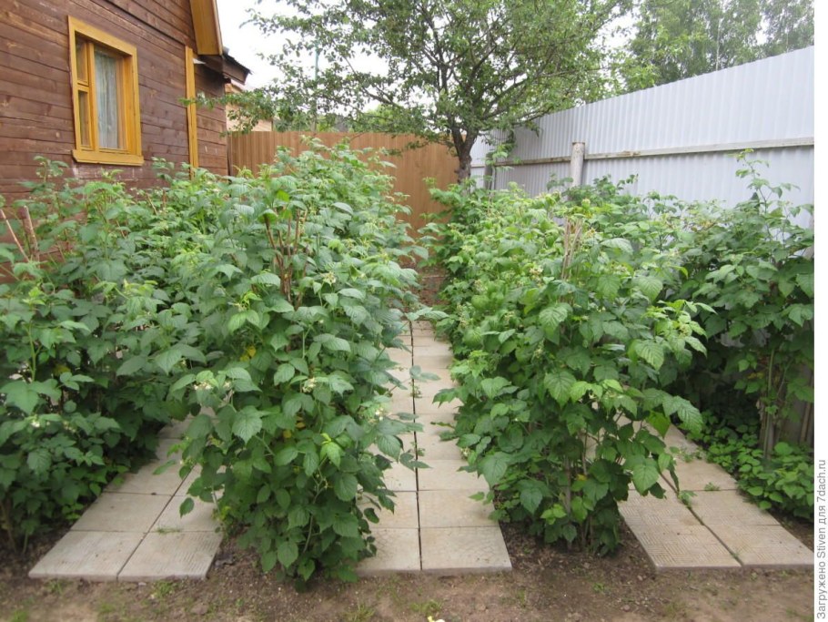 Ежевика штамбовая