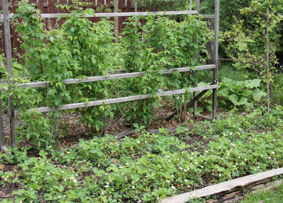 Черная смородина на шпалере