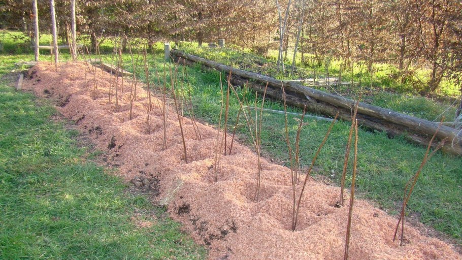 Шпалера для бесшипной ежевики