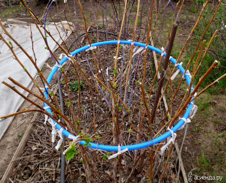 Подвязка малины на шпалере