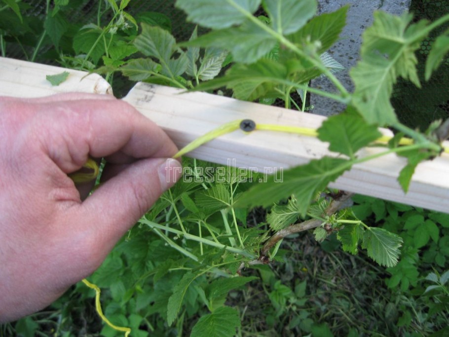 Правильная посадка малины