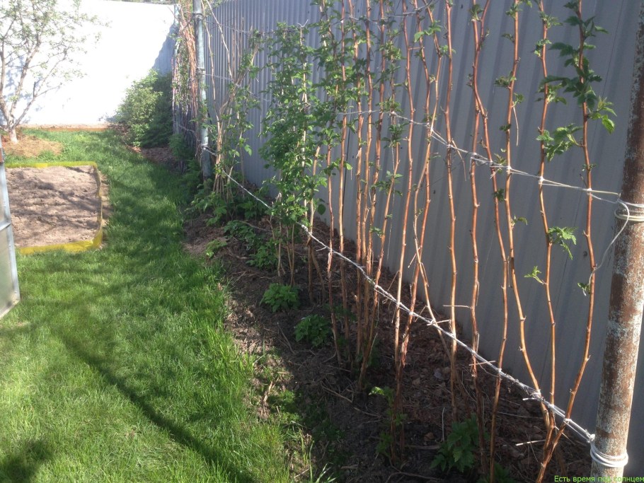 Веерная подвязка малины
