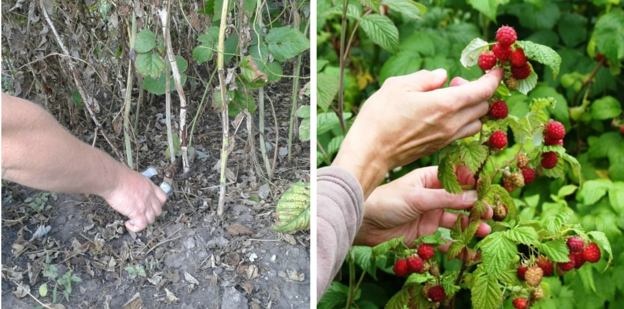 Ежемалина Весенняя обрезка