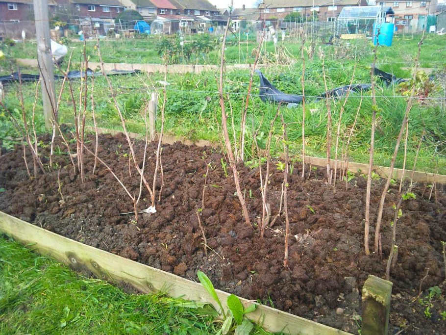 Шпалера для винограда Курдюмов