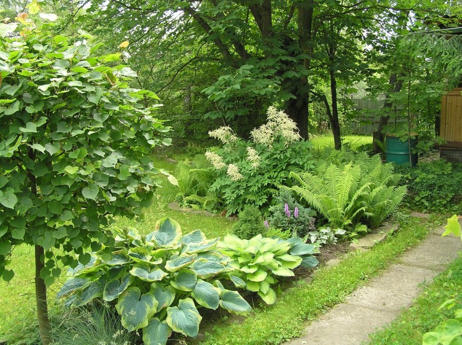 Волжанка и роджерсия