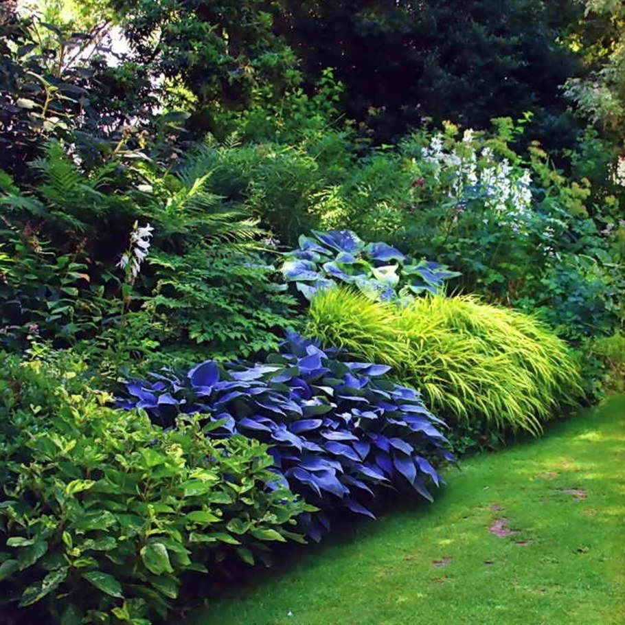 Теневой миксбордер из многолетников