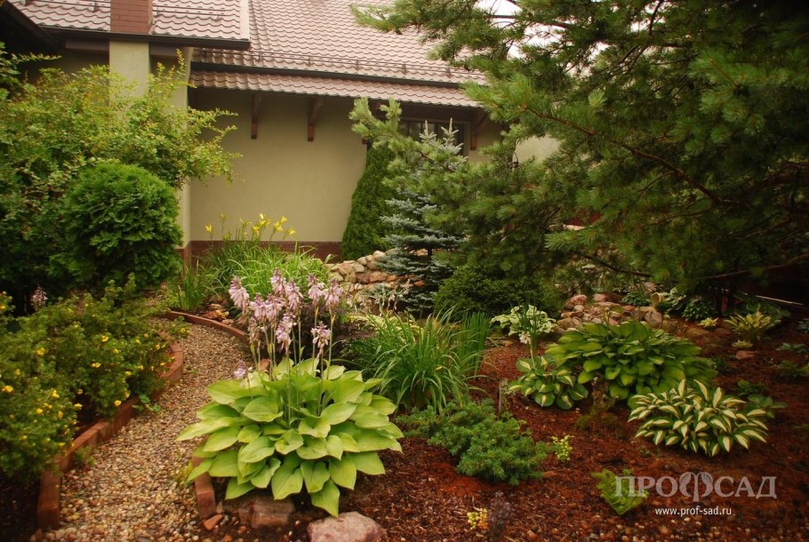 Хоста с хвойниками в ландшафтном