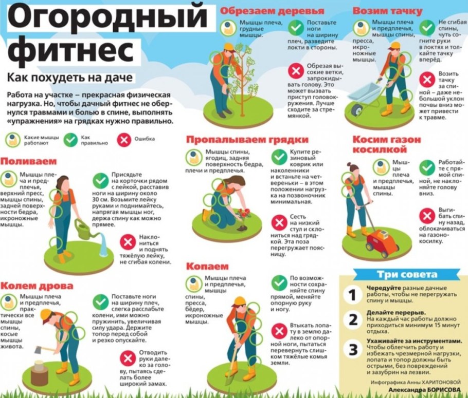 Огород инфографика