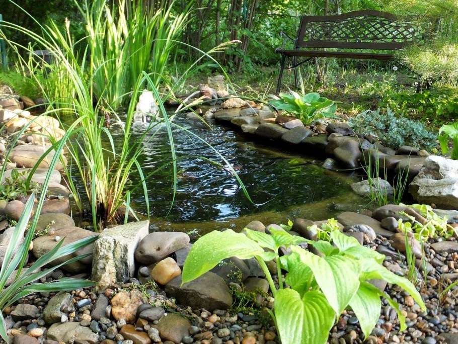 Хоста около прудика