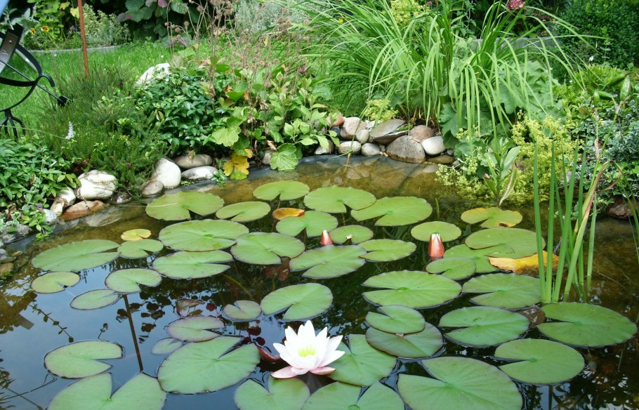 Бадан около пруда