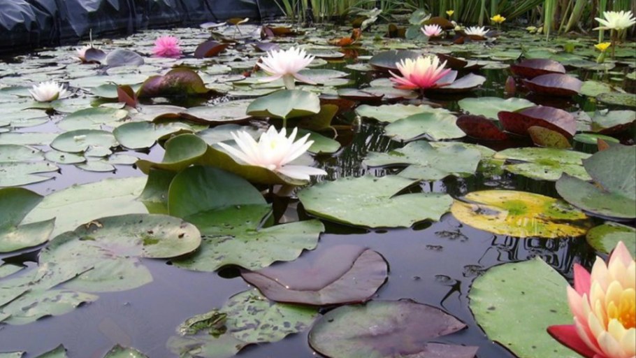 Хоста и бадан у водоема