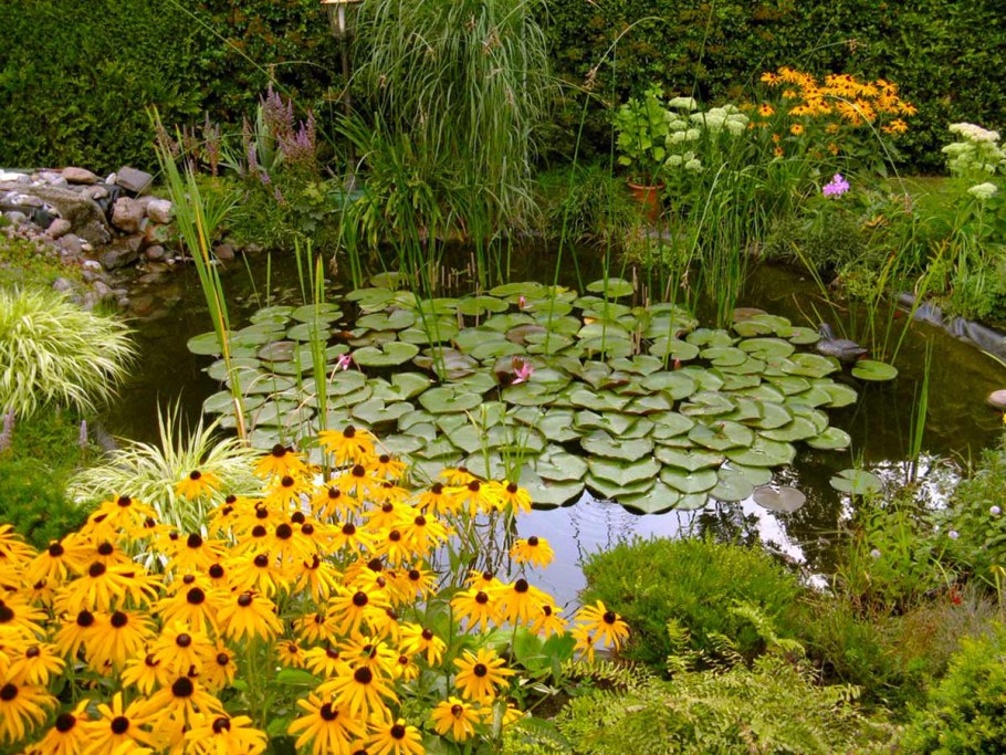 Лилейники около искусственного пруда