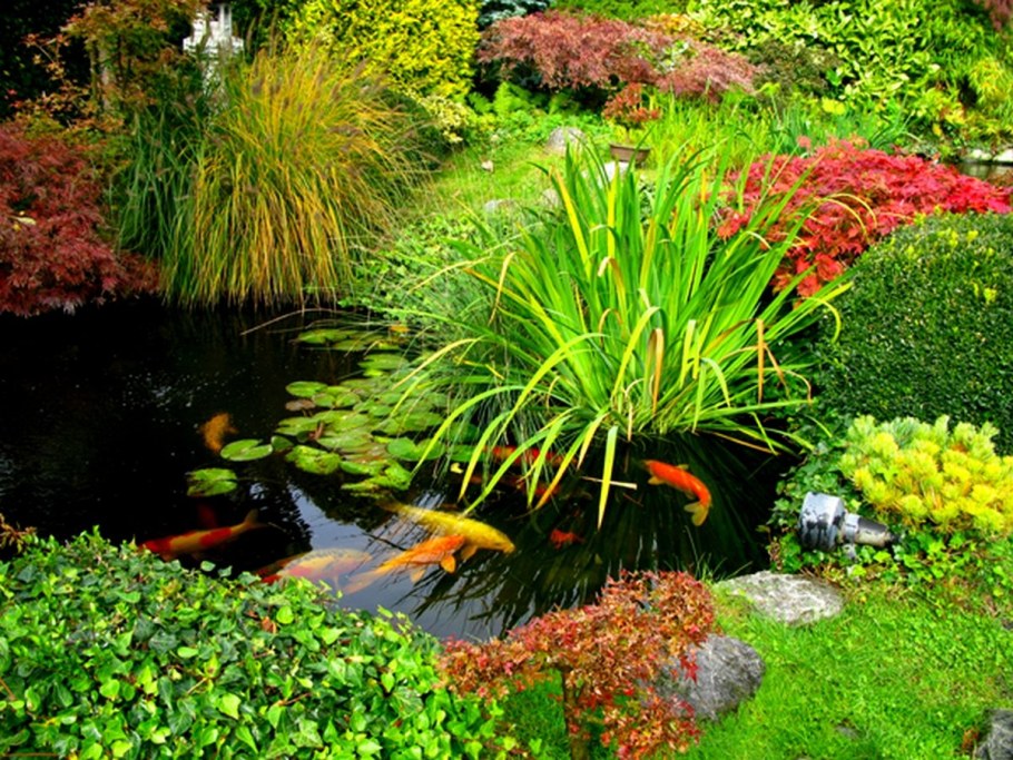 Лилейники возле пруда