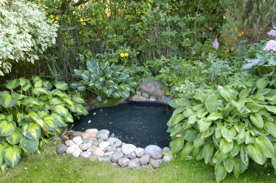 Нимфея Садовая