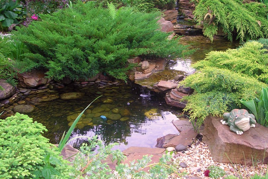 Болотце декоративное на участке