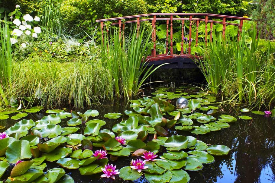 Растения для биоплато для пруда