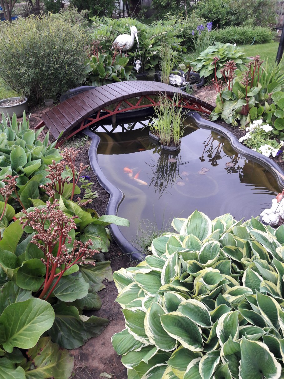 Огородный прудик