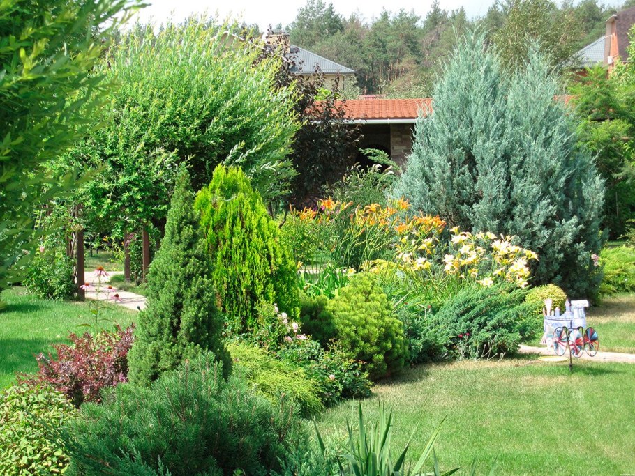 Туи Даника около крыльца