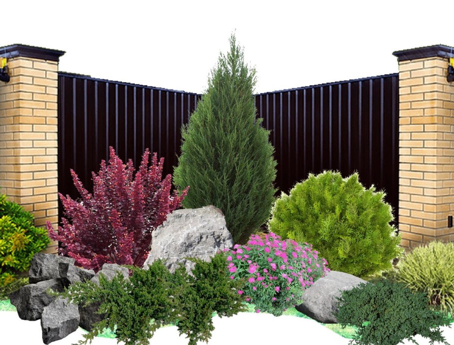 Можжевельник Блю Эрроу в миксбордере