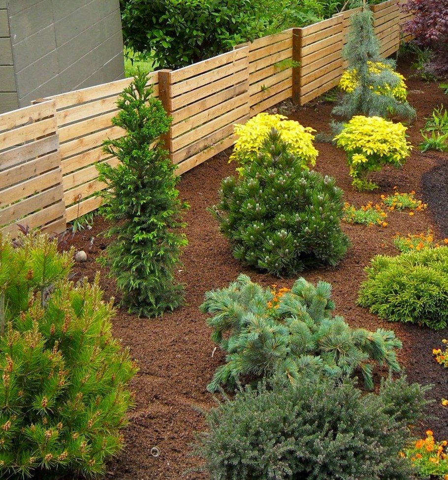 Туя в рокарии