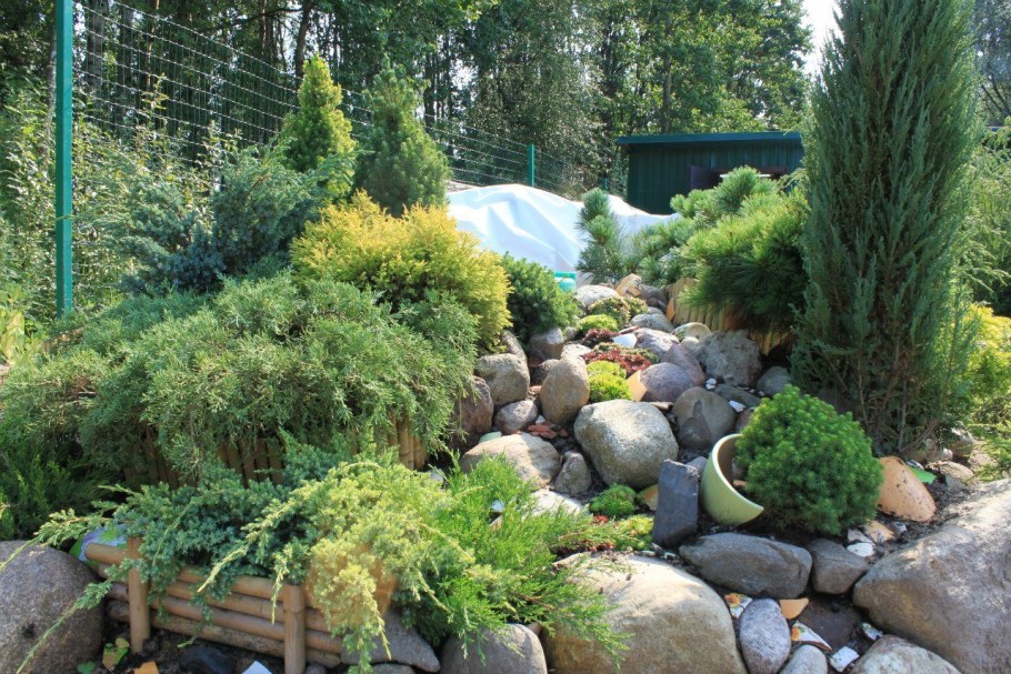 Хвойная клумба с туями Смарагд