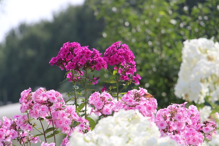 Хромакей Флоксы