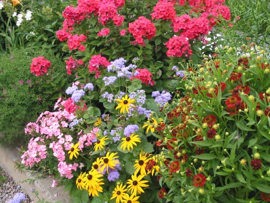 Флоксы в миксбордере