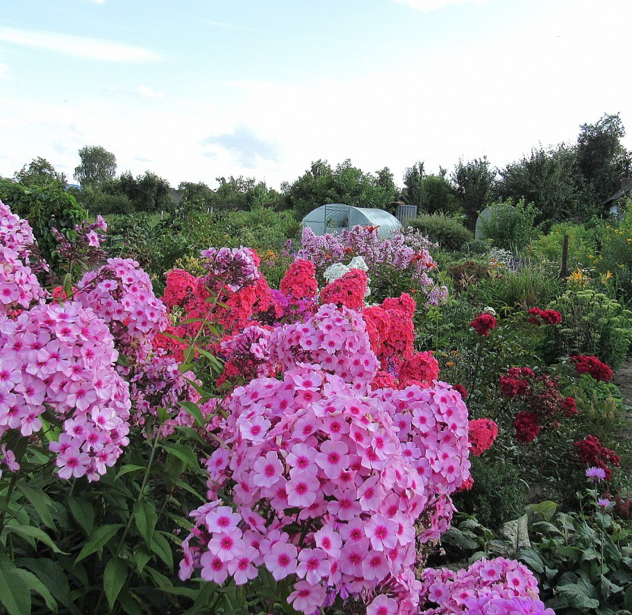 Флокс летний