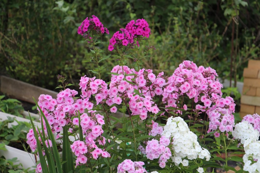 Гортензия и Флоксы