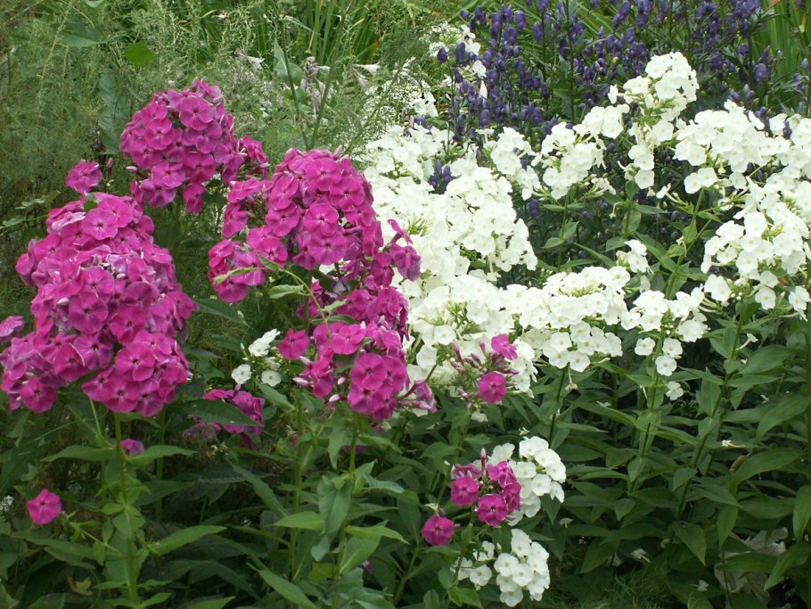 Флоксы высокорослые многолетники