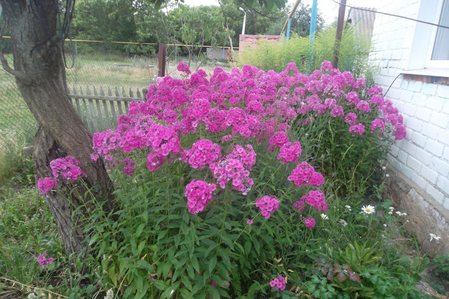 Флокс шиловидный Benita