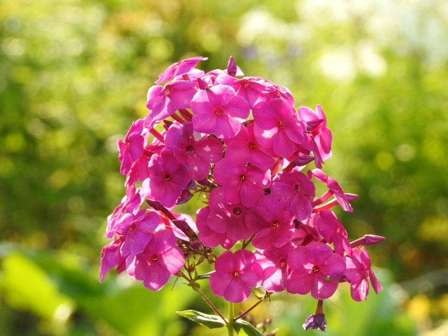 Флокс примирение