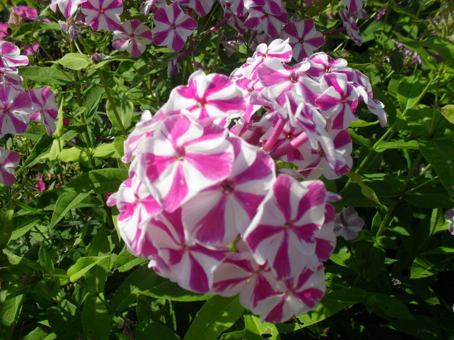 Низкорослые Флоксы