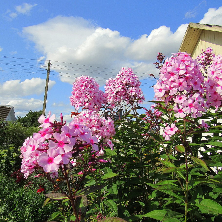 Флокс метельчатый на даче