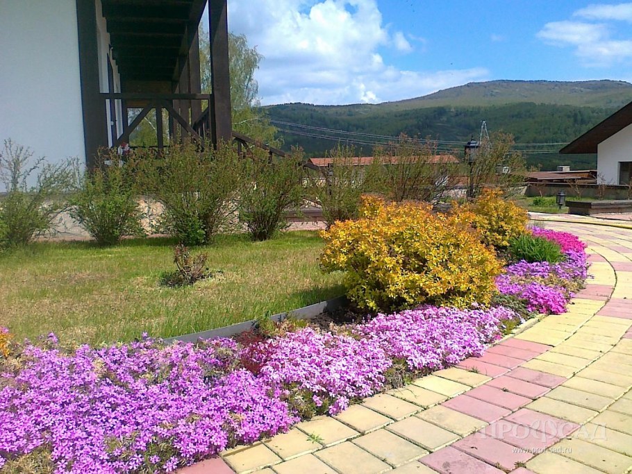 Флокс метельчатый белый