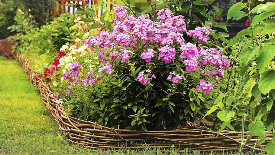 Клумба с флоксами