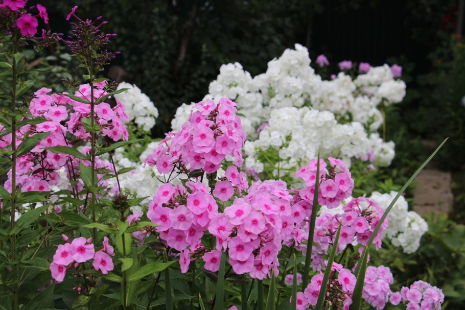 Флокс метельчатый в цветнике