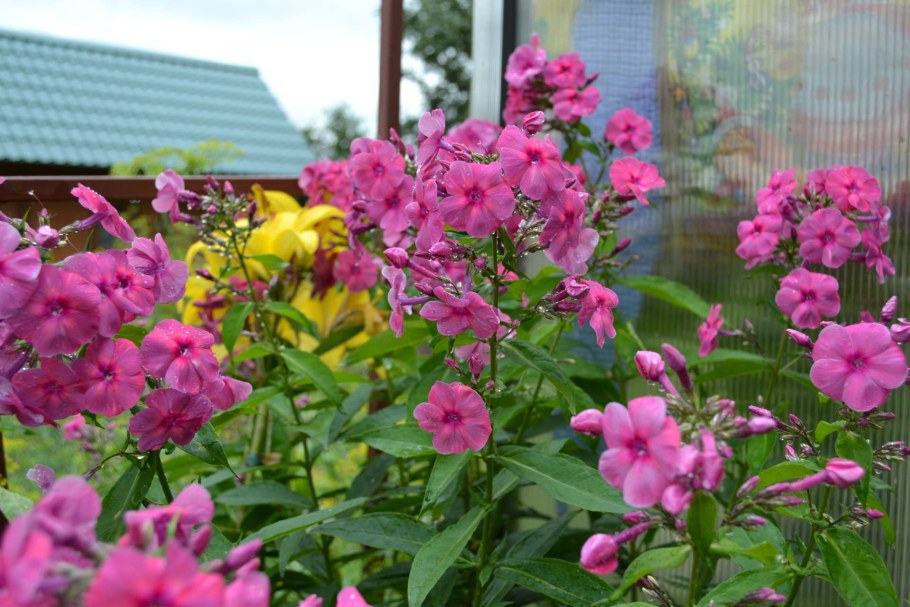 Флоксы на даче фото