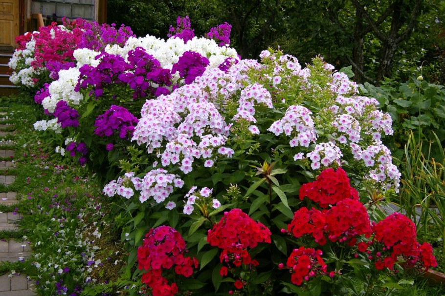 Флокс метельчатый на клумбе