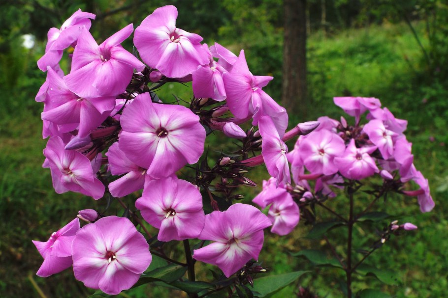 Флокс шиловидный в ландшафтном